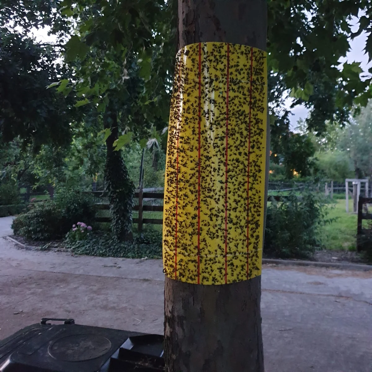 Redtop Coala Cu Lipici Prindere Muste 6 Buc 60 X 34,5 Cm 31006