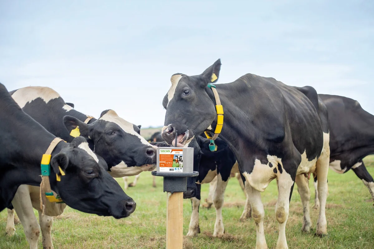 Solsel Sare Cu Minerale Extra Bloc 10 Kg