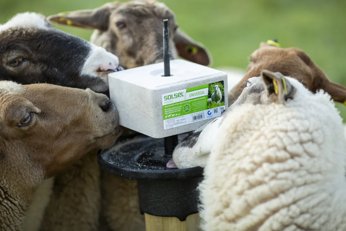 Solsel Sare Cu Minerale Universal Bloc 10 Kg