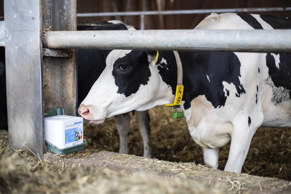 Solsel Sare Natural Bloc 10 Kg