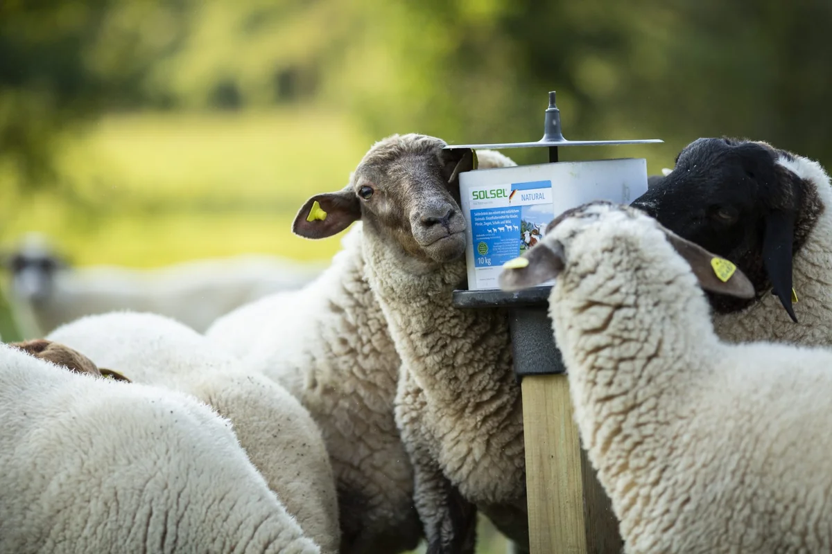 Solsel Sare Natural Bloc 10 Kg