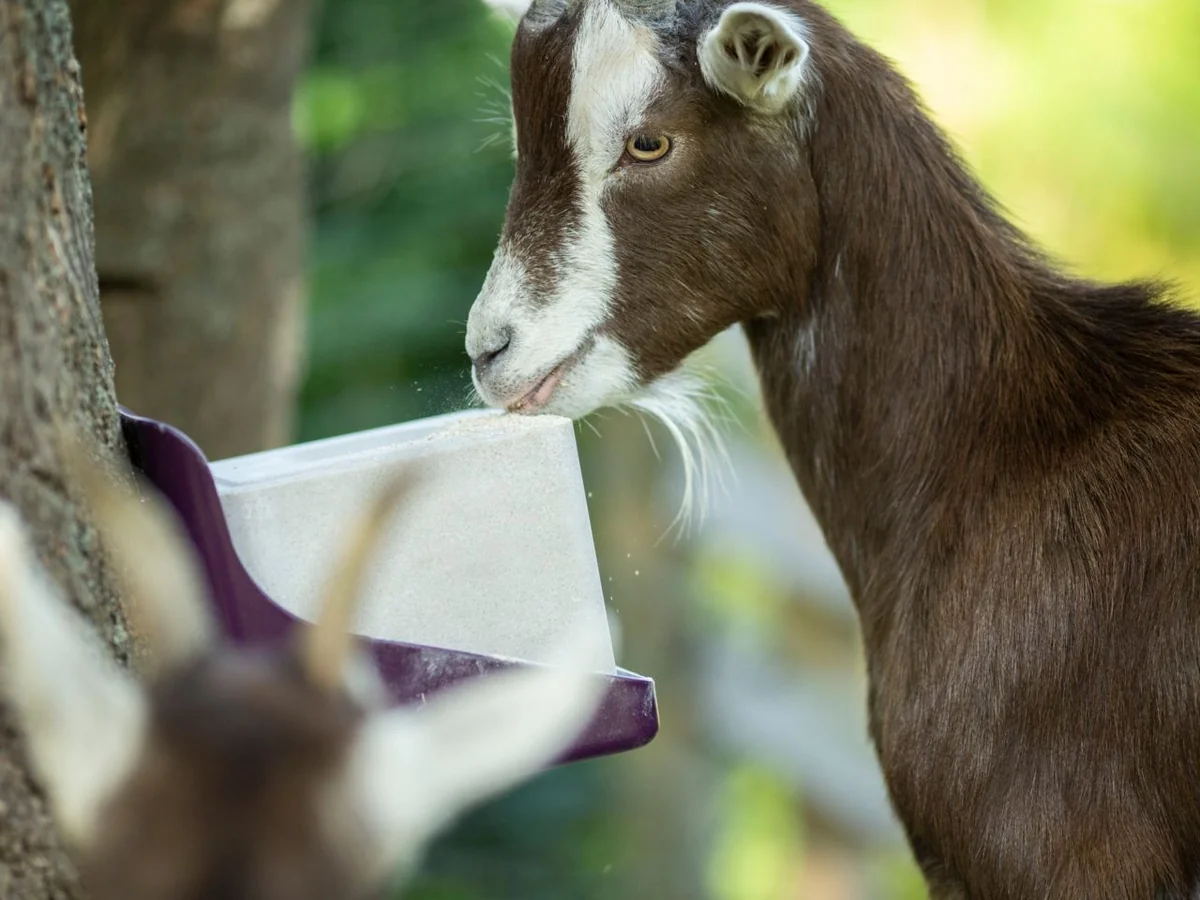 Solsel Sare Natural Bloc 10 Kg