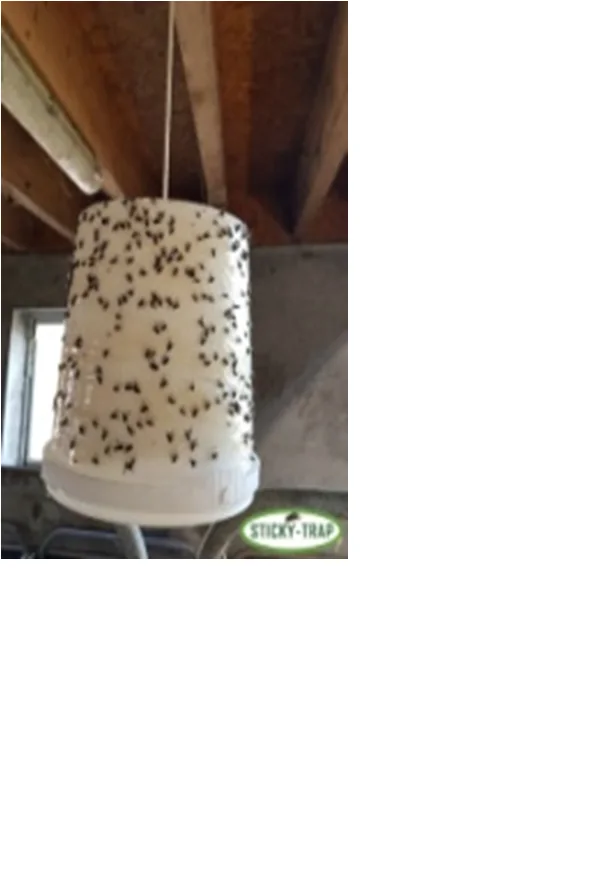 Sticky Trap Galeata Pt Capcana Muste Alba 11L