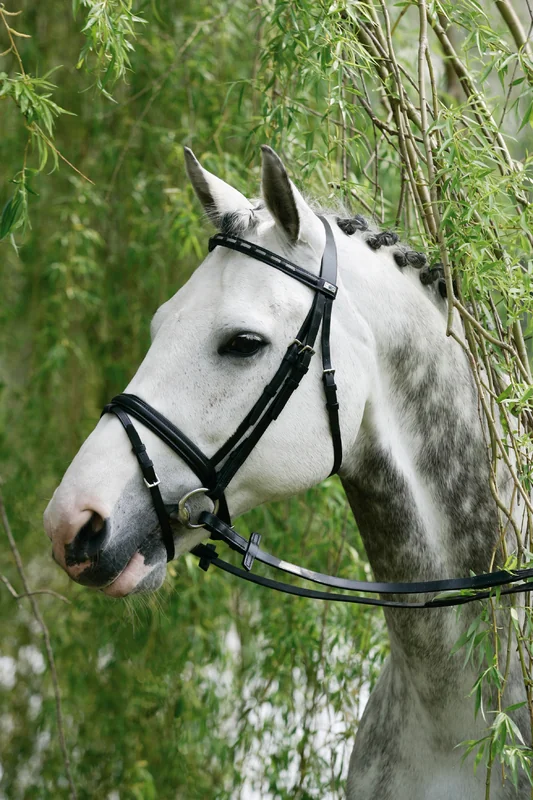 Frau+Darlog Piele Donegal Silver