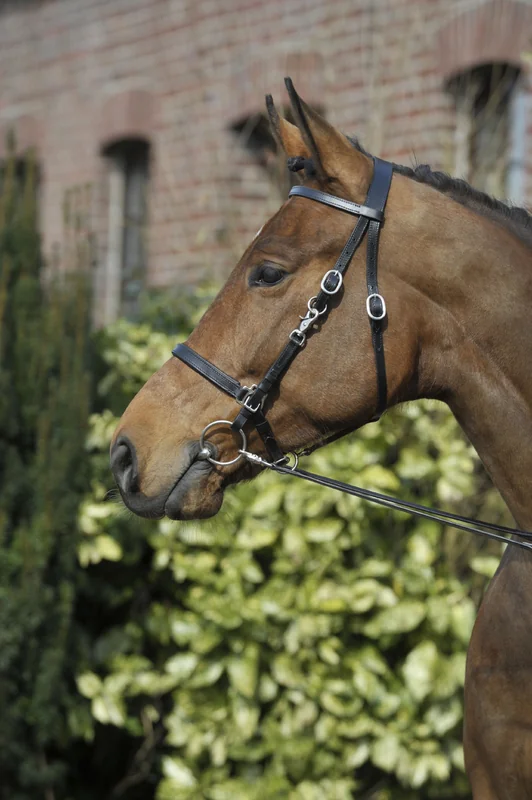 Frau Capastru+Darlog 1093 Honey Full