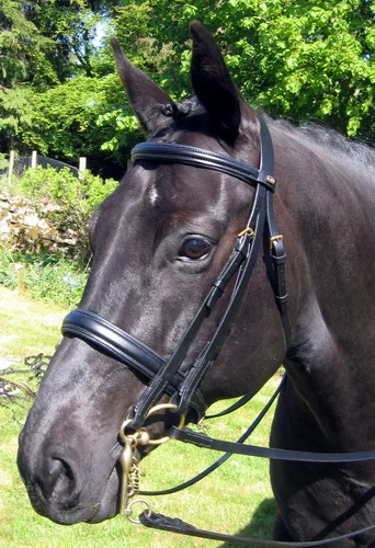 Frau+Darlog Piele Ctd 7001 Full