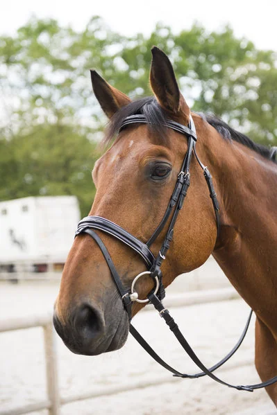 Frau+Capastru Negru 301970002