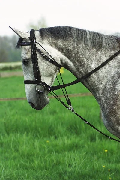 Martingala Material Textil Negru 306395002