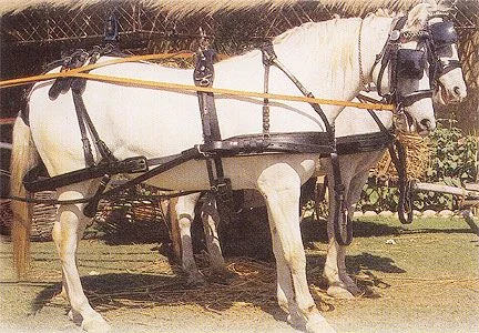 Ham Prezentare Dublu 401 Negru Pony