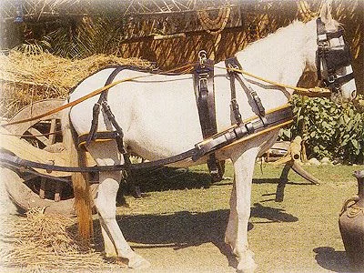 Ham Marathon Simplu 402 Negru Pony