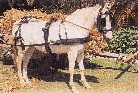 Ham Prezentare 400 Negru Pony