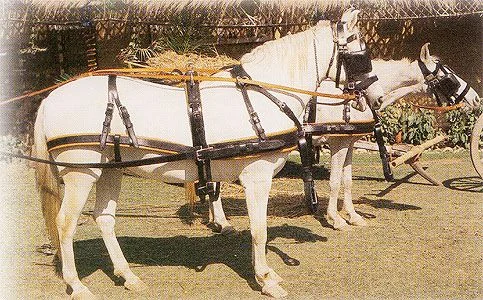 Ham Marathon Dublu 403 Negru Pony