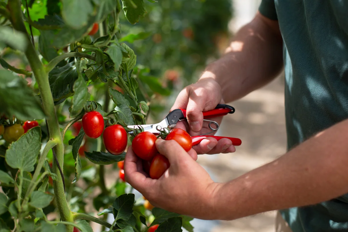 Felco 321 Foarfeca Recoltat Si Cizelat