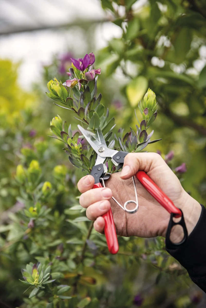 Felco 321 Foarfeca Recoltat Si Cizelat