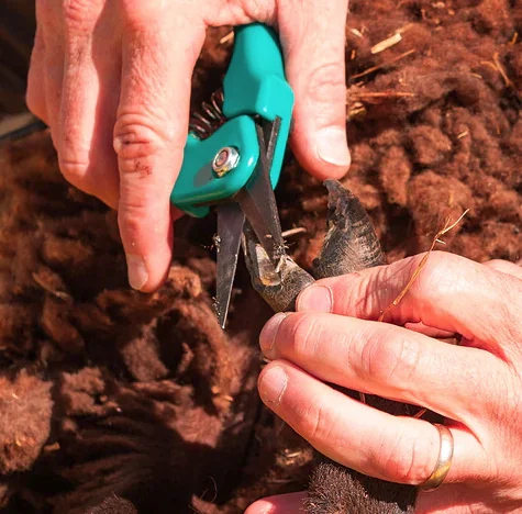 Foarfeca Burgon Ball Supersharp Copite Oi-Capre