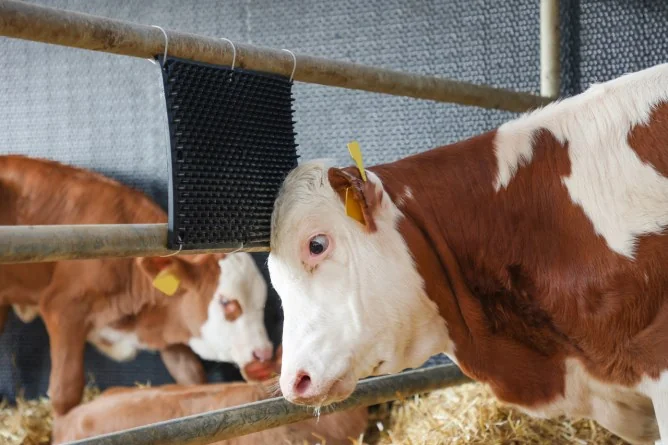 Kerbl Pad De Scarpinat Pentru Vite 60 cm X 40 cm 32689