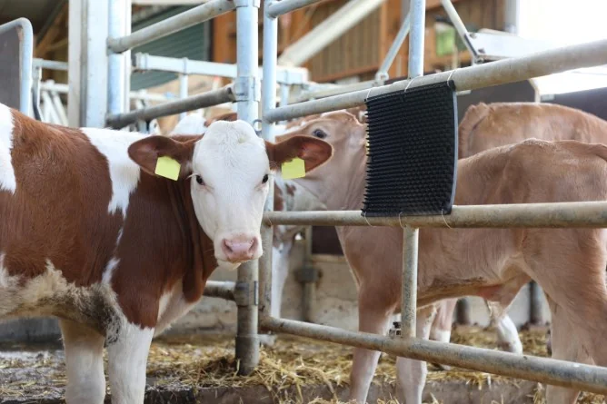 Kerbl Pad De Scarpinat Pentru Vite 60 cm X 40 cm 32689