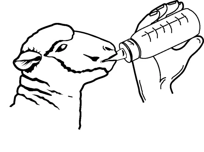 Kerbl Biberon Miei Anti-Vacuum 450 ml 278