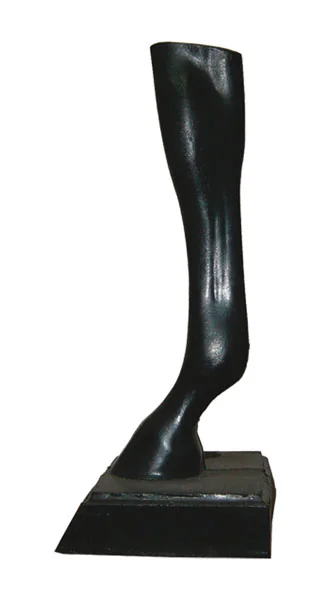 Picior Cal Expozitie Fata 24989