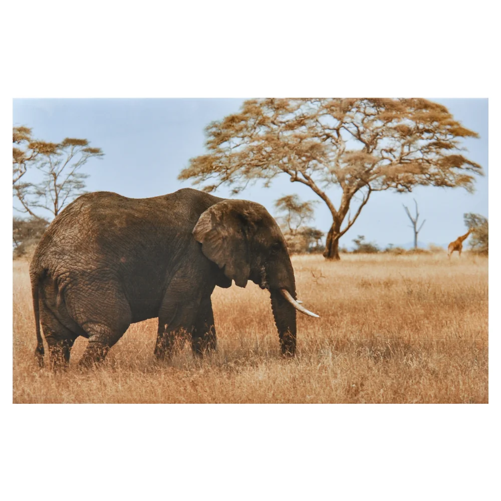 Faianta Decorativa DP-7004 30 x 45