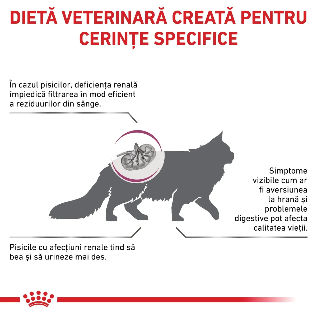 ROYAL CANIN VD Renal, dietă veterinară, hrană uscată pisici, sistem renal, 2kg