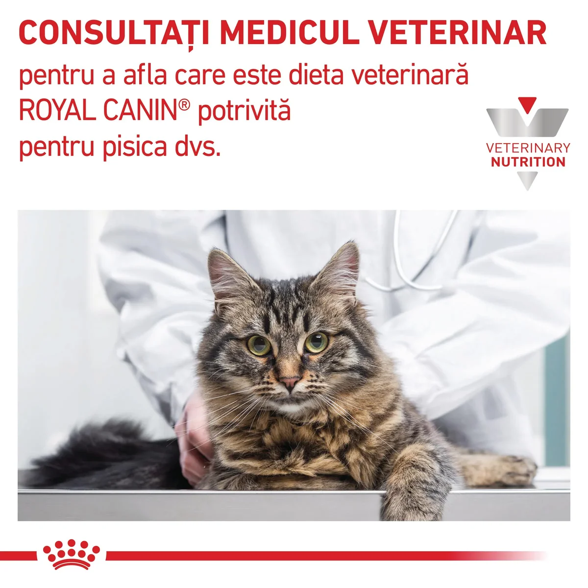 ROYAL CANIN VD Renal, dietă veterinară, hrană uscată pisici, sistem renal, 2kg