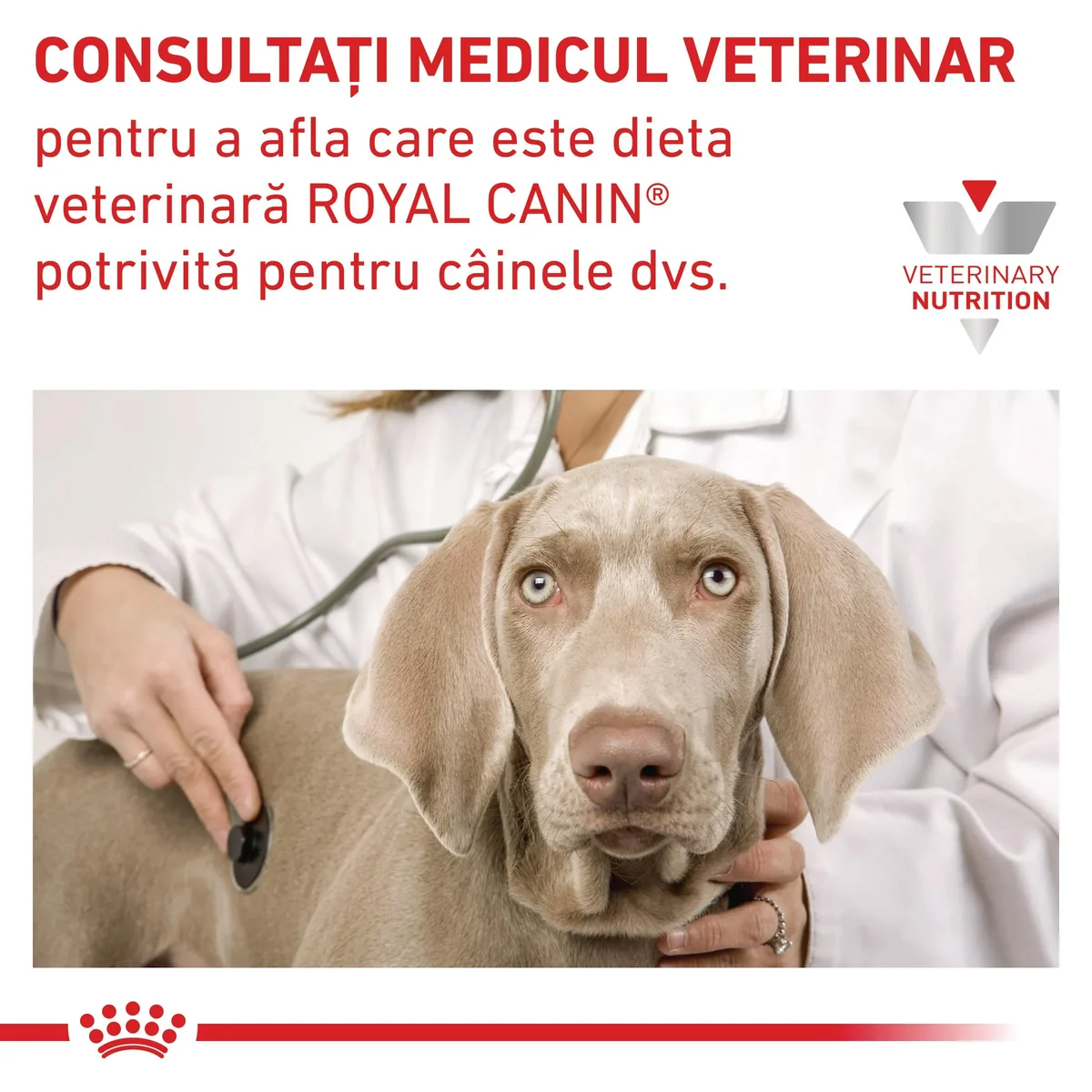 ROYAL CANIN VD Anallergenic, XS-XL, dietă veterinară, hrană uscată câini, alergii alimentare, 3kg