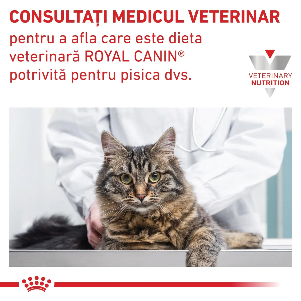 ROYAL CANIN VD Anallergenic, dietă veterinară, hrană uscată pisici, alergii, 2kg