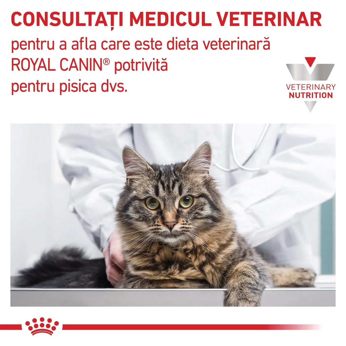 ROYAL CANIN VD Renal, Pui, dietă veterinară, plic hrană umedă pisici, sistem renal, (în sos), bax, 85g x 12buc