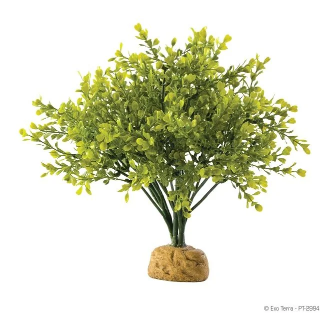 Exo Terra Plante Boxwood Bush