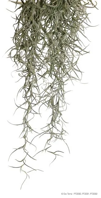 Exo Terra Planta Spanish Moss Medium