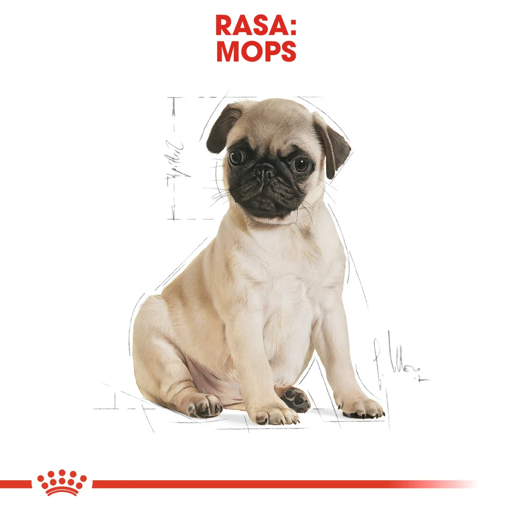 Royal Canin Pug Puppy 1.5 kg