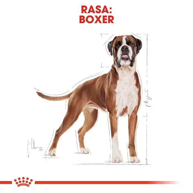 Royal Canin Boxer Adult