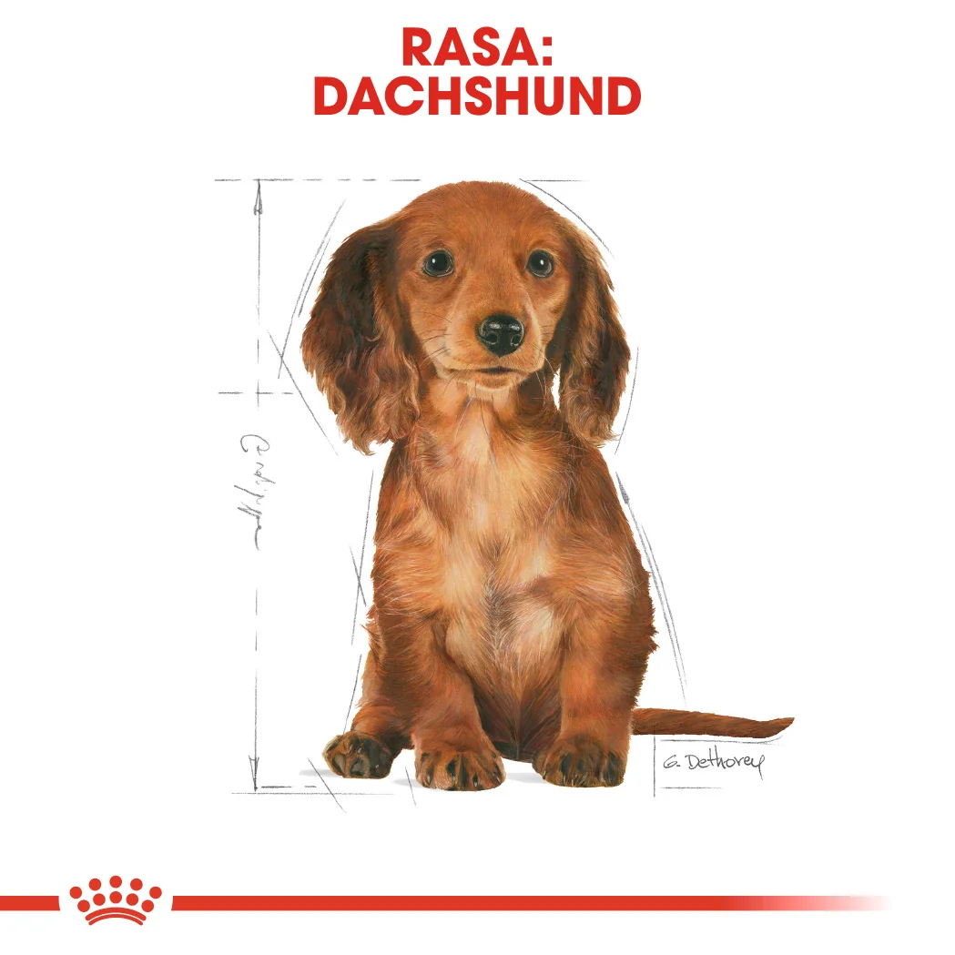 Royal Canin Dachshund Puppy 1.5 kg