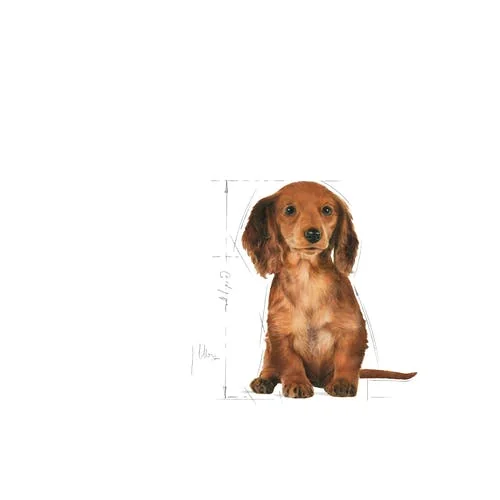 Royal Canin Dachshund Puppy 1.5 kg