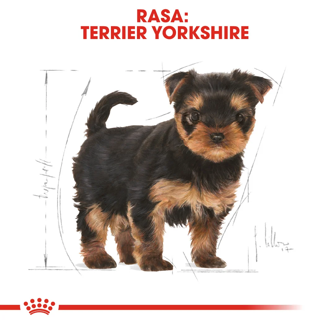 Royal Canin Yorkshire Terrier Puppy