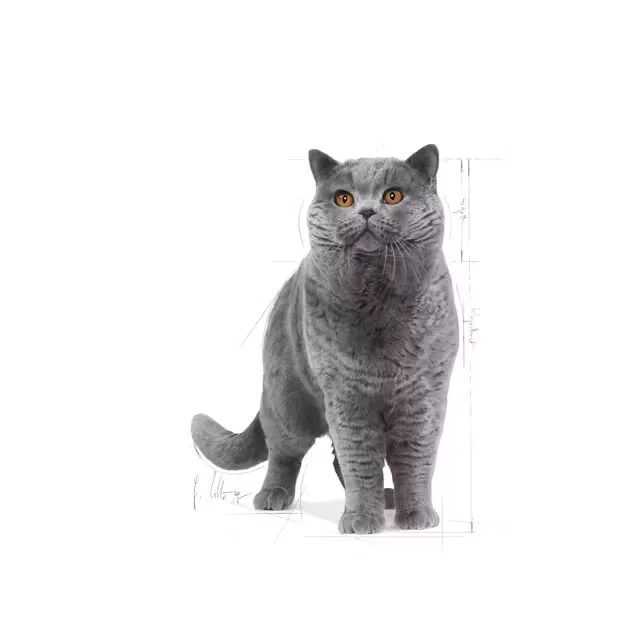 Royal Canin Felin British Shorthair