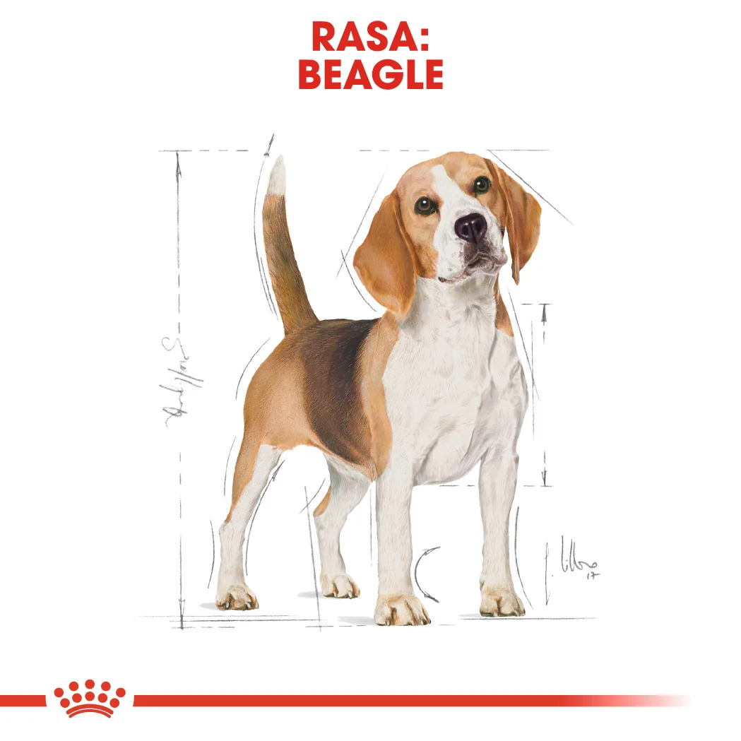 Royal Canin Beagle Adult 3 Kg