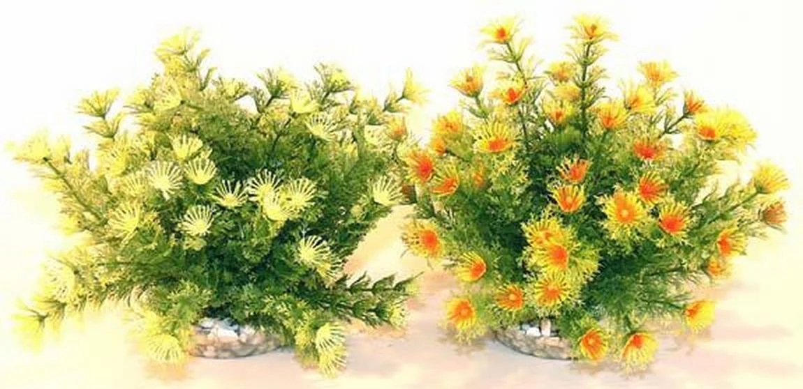 Sydeco Plante Marina Bowl 21cm 349610