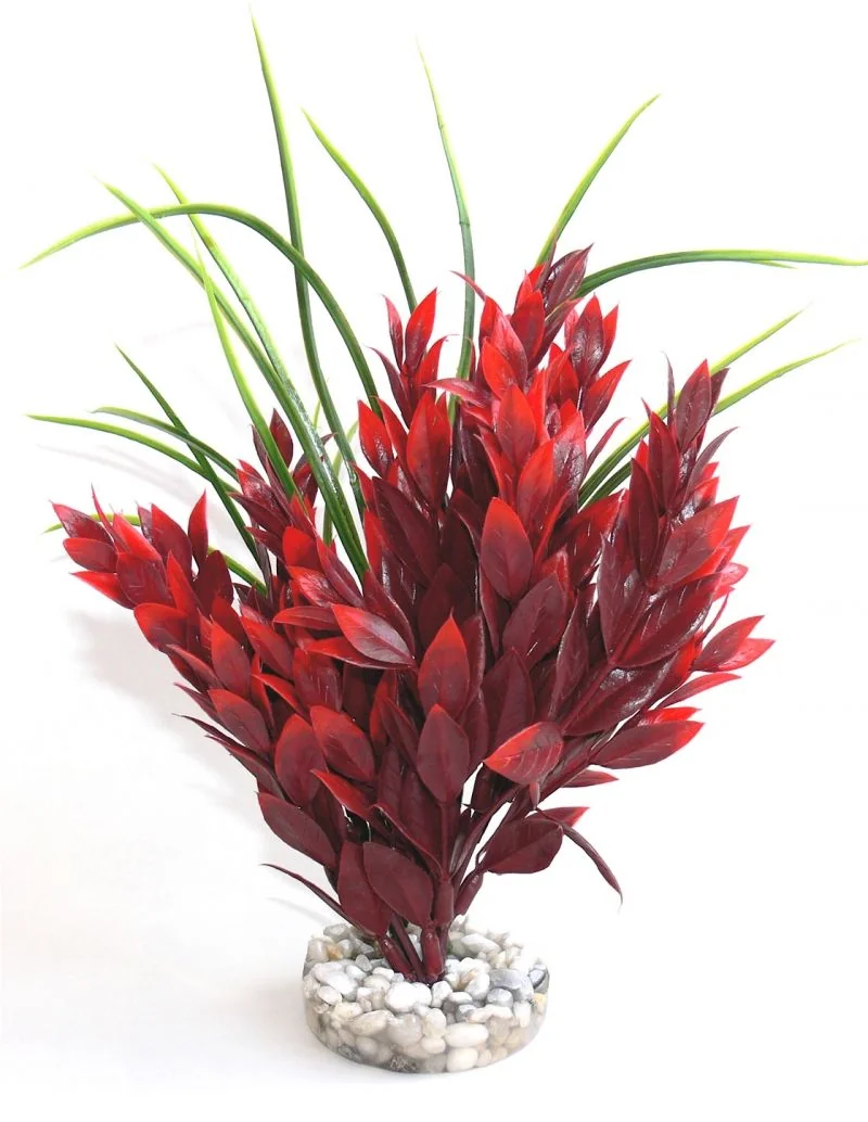 Sydeco Plante Red Ruscus 25cm 349667