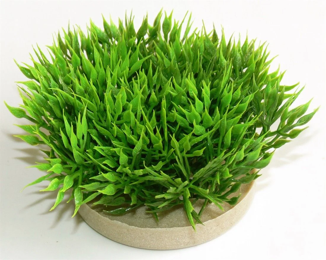 Sydeco Plante Green Moss 07cm 349720