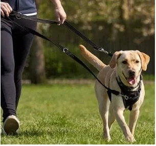 Coa Halti Ham Caine M