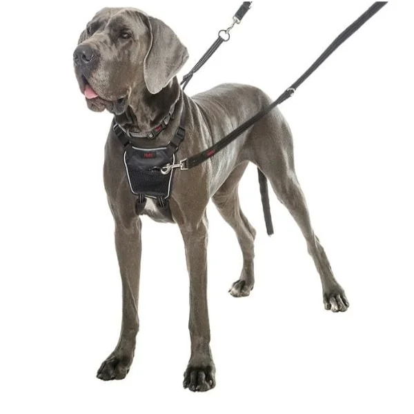 Coa Halti Ham Caine M