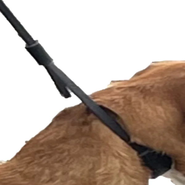 Dingo Lesa Prezentare Piele Protectie 1x250 cm Maro