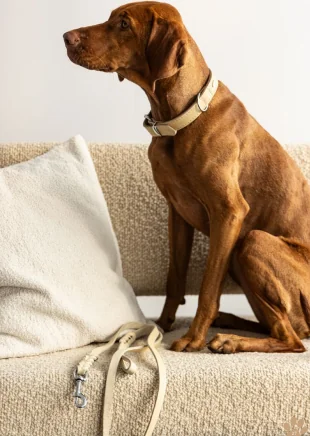 Dingo Lesa Dresaj Cu Capete Impletite