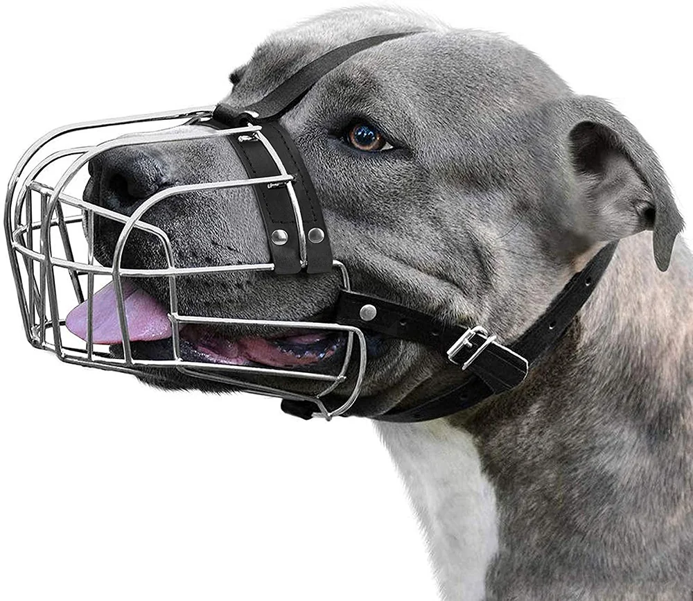Dingo Botnita Metal Pitbull 4158