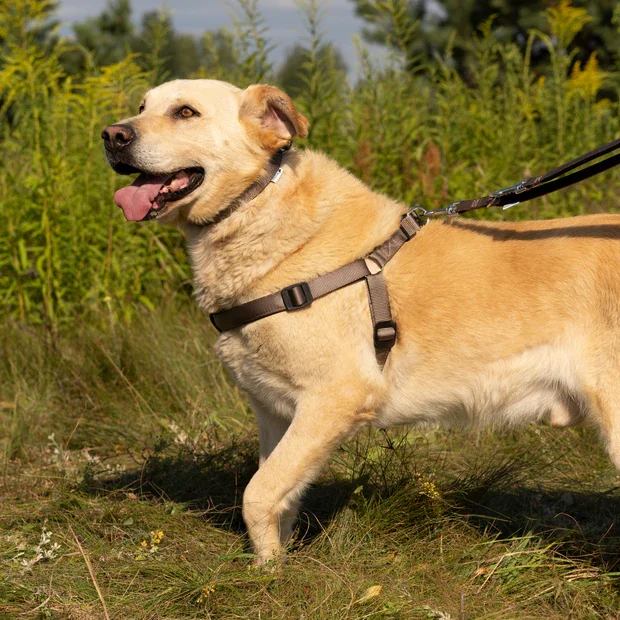 Ferplast Ham Daytona Negru