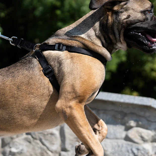 Ferplast Ham Daytona Negru