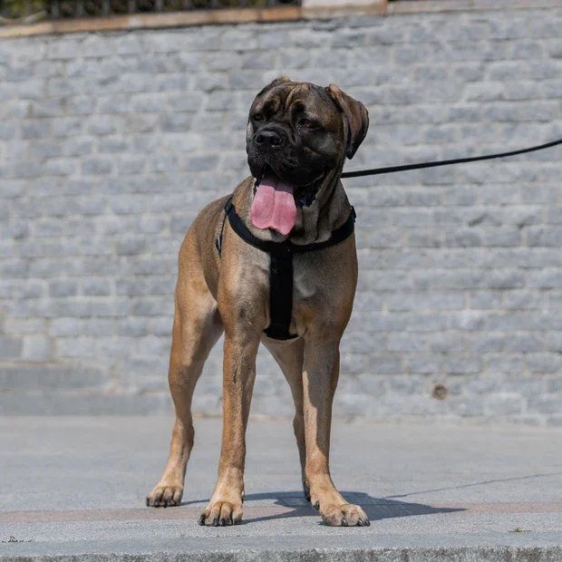 Ferplast Ham Daytona Negru