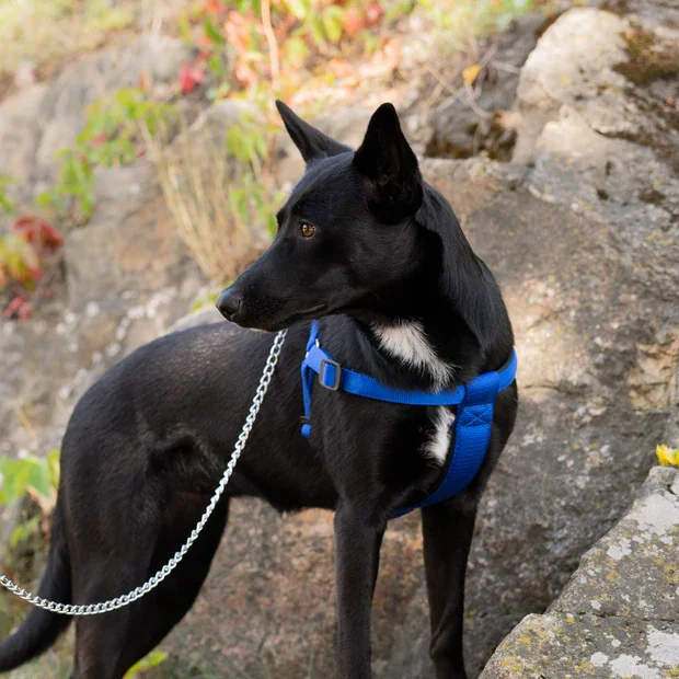 Ferplast Ham Daytona Albastru